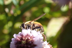 Helophilus lapponicus