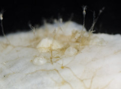 Clytia hemisphaerica