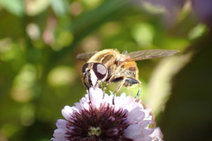 Helophilus lapponicus