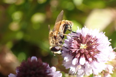 Helophilus lapponicus