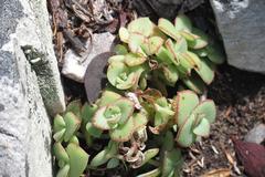 Crassula pellucida marginalis