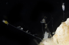 Clytia hemisphaerica