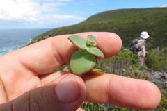 Crassula pellucida marginalis