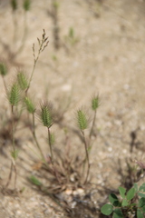 Hordeum geniculatum