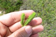 Crassula ericoides ericoides