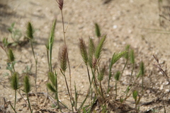 Hordeum geniculatum