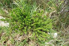 Crassula ericoides ericoides