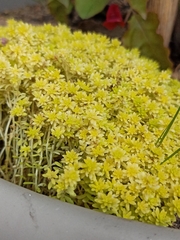 Sedum japonicum
