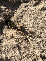 Philanthus lepidus