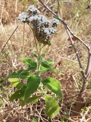 Heliotropium rufipilum