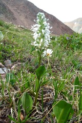 Lagotis integrifolia
