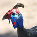 Arid Helmeted Guineafowl - Photo (c) Barbara Schneider, some rights reserved (CC BY-NC-ND), uploaded by Barbara Schneider