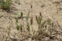 Hordeum geniculatum