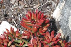 Crassula rubricaulis