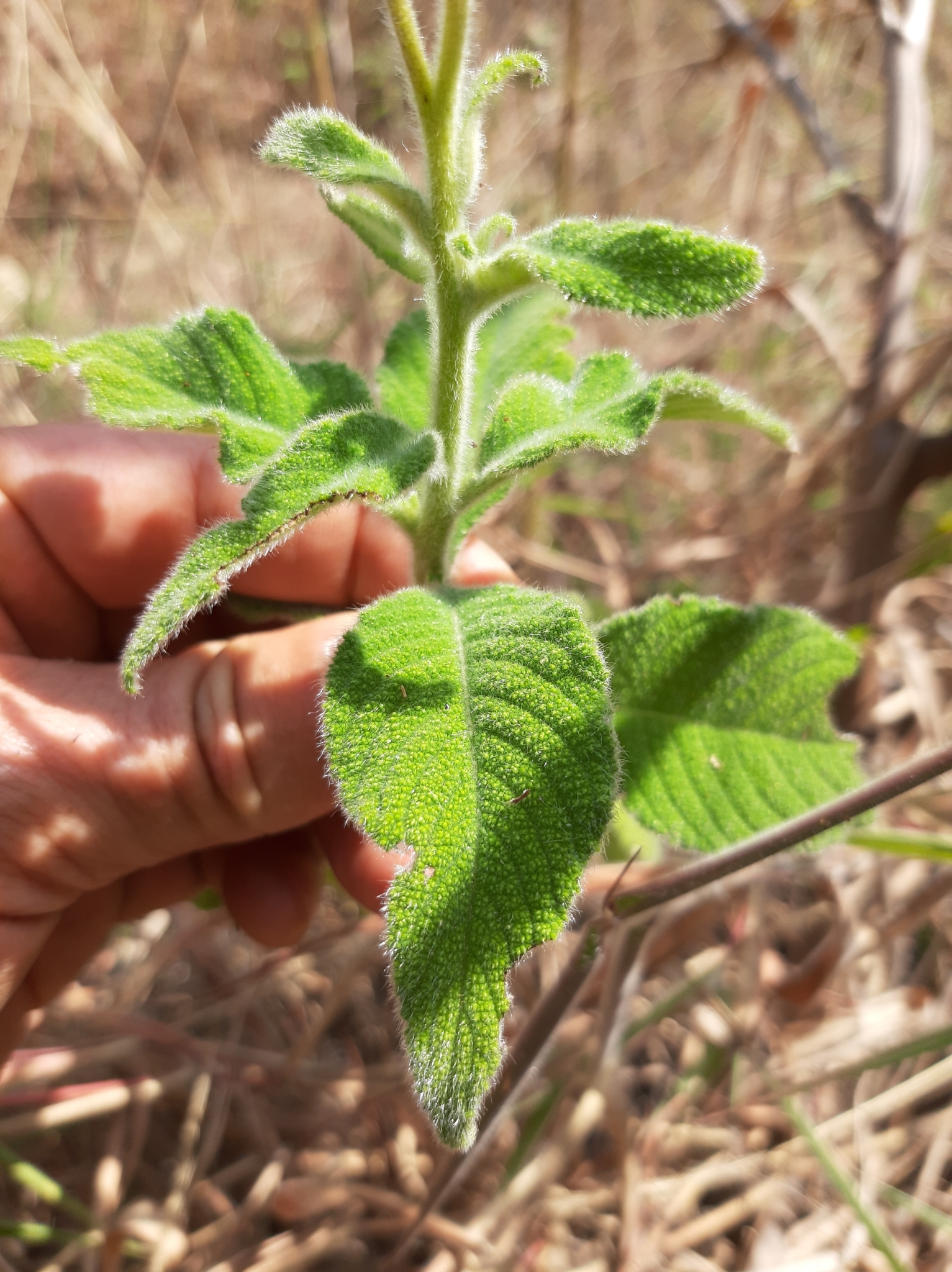 Heliotropiaceae image