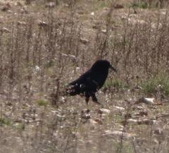 Corvus capensis capensis