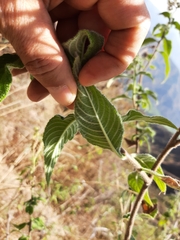 Heliotropium rufipilum