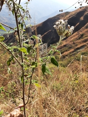 Heliotropium rufipilum