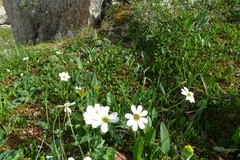 Callianthemum sajanense