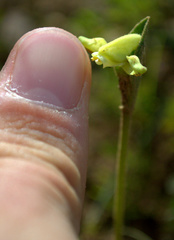 Disperis villosa