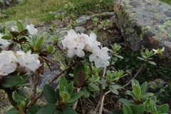 Rhododendron adamsii