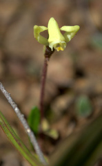 Disperis villosa
