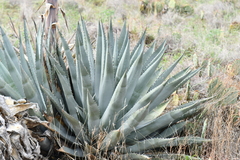 Agave yavapaiensis