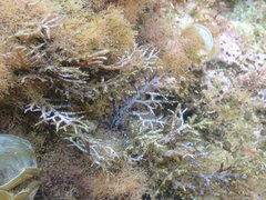 Cystoseira compressa