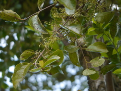 Helixanthera obtusata