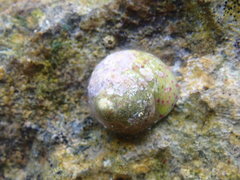 Steromphala divaricata