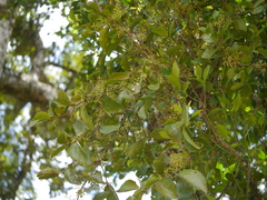 Helixanthera obtusata