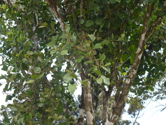 Helixanthera obtusata