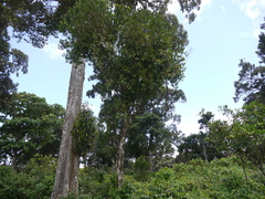 Helixanthera obtusata