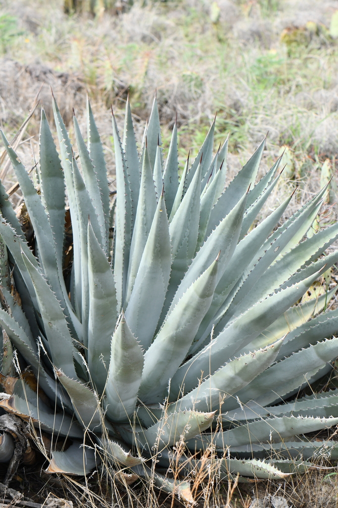 Agave yavapaiensis (Page Springs Agave)