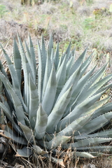 Agave yavapaiensis