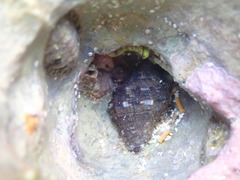 Rapaninae