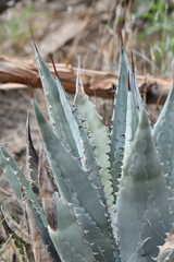 Agave yavapaiensis