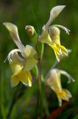 Gladiolus virescens