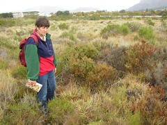 Leucadendron levisanus