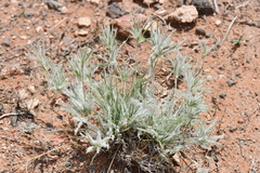 Dasyochloa