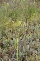 Pastinaca pimpinellifolia