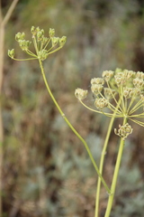 Pastinaca pimpinellifolia