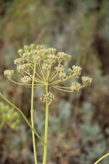 Pastinaca pimpinellifolia