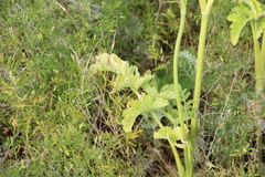 Pastinaca pimpinellifolia