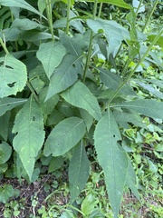 Verbesina alternifolia