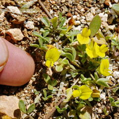 Crotalarieae