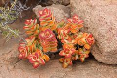 Crassula rupestris rupestris