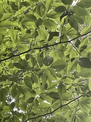 Litylenchus crenatae