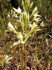 Disa draconis