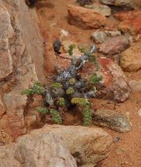 Pelargonium alternans